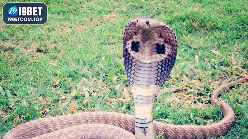 Mơ thấy con vật kỳ bí hoặc hoang dã